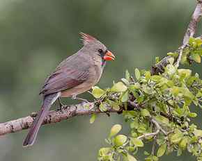 gray and red Cardinal Bird on tree branch, northern cardinal, northern cardinal HD wallpaper