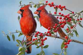 birds, branches, berries, a couple, the cardinals, Red cardinal HD wallpaper