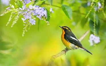 Spring bird, tree branch, blue flowers, yellow and black maya bird HD wallpaper