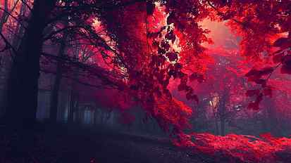 black and red trees, sun rays through red trees, dark, nature HD wallpaper