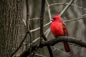 red Cardinal bird on tree twig, Michigan, United States HD wallpaper