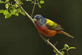 photo of bunting perching on tree, Painted Bunting, USA, Cardinals HD wallpaper