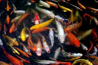 koi fish