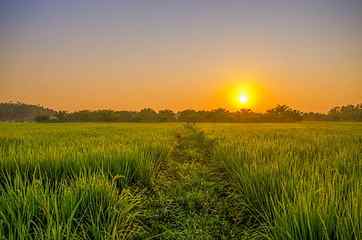 rice field during golden hour, sunrise, green, indonesian, rural HD wallpaper
