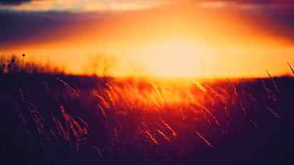 field of paddy during golden hour, silhouette of plants during golden hour HD wallpaper