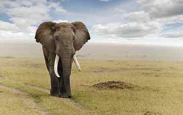 gray elephant, elephant, animal, african elephant, masai mara national reserve HD wallpaper
