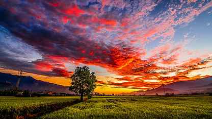 green grass field during golden hour, Taiwan, Tokina, Tree, Taitung HD wallpaper