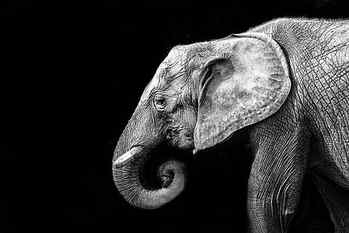 elephant in close-up photography, elephant, Elephant elephant HD wallpaper