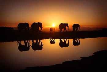 five elephants, landscape, nature, sky, morning, sunlight, sunset HD wallpaper