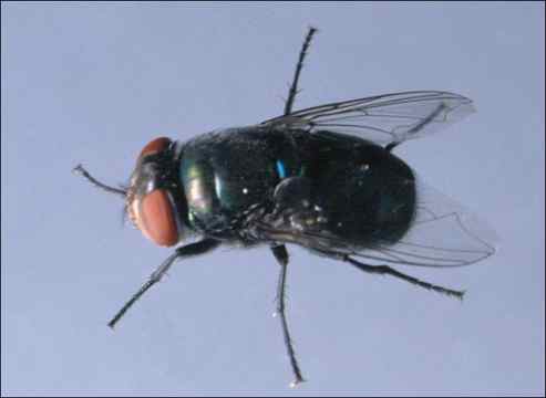 Figure 3. Blow fly.