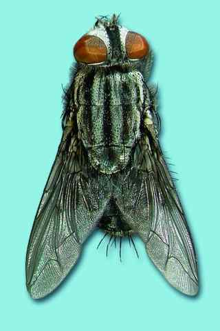 Figure 2. Flesh fly.