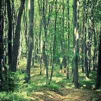 Mysterious Dark Forest Near Rzeszow by Mffoto