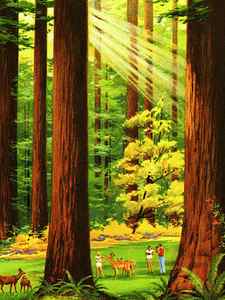 Sun Shining Through Trees Posters