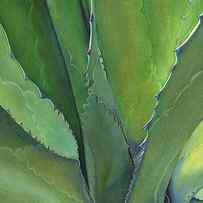 Agave Verde by Sandy Haight