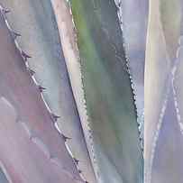 Sedona Agave #1 by Sandy Haight