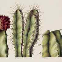 Cacti by Annabel Barrett