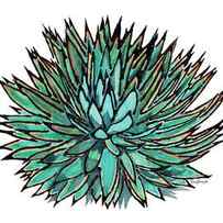 Agave - Spikey Blue with Orange Edges by Kate LeVering