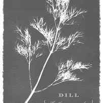 Sunprinted Herbs in Charcoal Gray - Dill - Art by Jen Montgomery by Jen Montgomery