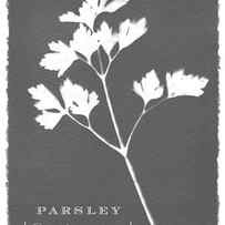 Sunprinted Herbs in Charcoal Gray - Parsley - Art by Jen Montgomery by Jen Montgomery