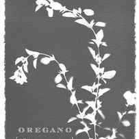 Sunprinted Herbs in Charcoal Gray - Oregano - Art by Jen Montgomery by Jen Montgomery