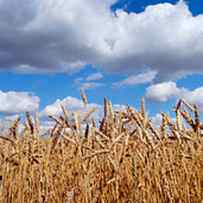 Wheat Crop Growing In A Field by Panoramic Images