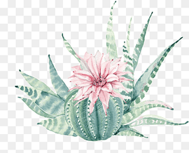 ball cactus plant, Succulent plant Painting Canvas print Cactaceae, Hand painted watercolor, pink flowers, green plants, watercolor Painting, botany, watercolor Leaves png thumbnail