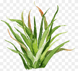 green plant painting, Cactaceae Watercolor painting Wall decal Poster, Sen Department aesthetic aloe cactus, painted, hand, grass png thumbnail