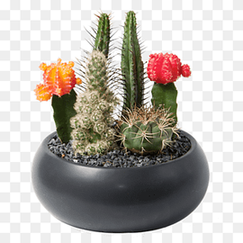 Flowerpot Houseplant Succulent plant Cactaceae, cactus, cactus, vase, cactus Garden png thumbnail