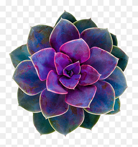 green and purple succulent plant, Cacti and Succulents Succulent plant Flower Cactaceae Rose, watercolor cactus, purple, violet, cactaceae png thumbnail