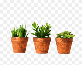 three variety green succulent plants, Flowerpot Bonsai Houseplant Cactaceae, Plants, room, grass, plant Borders png thumbnail