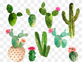 Cactaceae Watercolor painting Drawing, Drawing cactus flowering cactus collection, red cactus plants art, cactus, flower, fruit png thumbnail