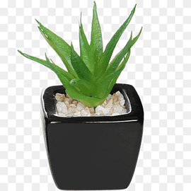 Succulent plant Flowerpot Artificial flower Agave, succulent border, furniture, leaf, room png thumbnail