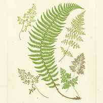 Ferns With Platemark Iv by Vision Studio