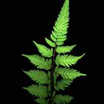 Fern #3 by Susan S. Barmon