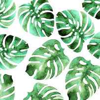 Monstera by Maria Heyens