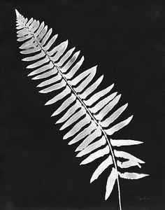 Wall Art - Painting - Nature By The Lake Ferns Iv Black Crop by Piper Rhue