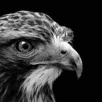 Portrait of Common Buzzard in black and white by Lukas Holas