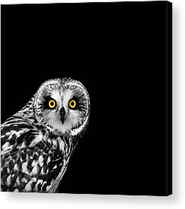 Black And White Bird Acrylic Prints