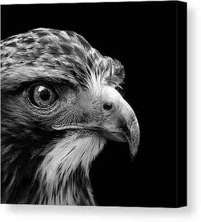 Black And White Bird Canvas Prints