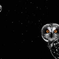 The Owl and the Moon by Mark Rogan