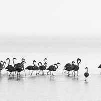 Flamingos by Joan Gil Raga