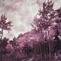 sometimes my world turns pink by Priska Wettstein