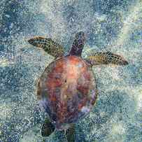 Green Sea Turtle From Above by Christopher Johnson