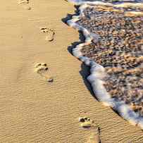 Footprints on beach by Elena Elisseeva