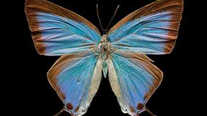 Blue butterfly with black fringe around its wings