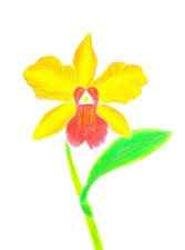 How-to-draw-an-orchid-8