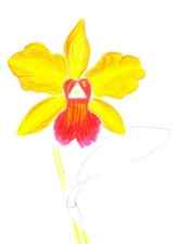 How-to-draw-an-orchid-6