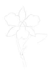 How-to-draw-an-orchid-4