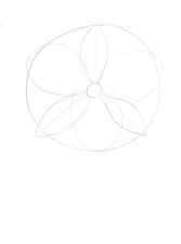 How-to-draw-an-orchid-2