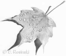 autumn leaf with rain drops in graphite by c. rosinski